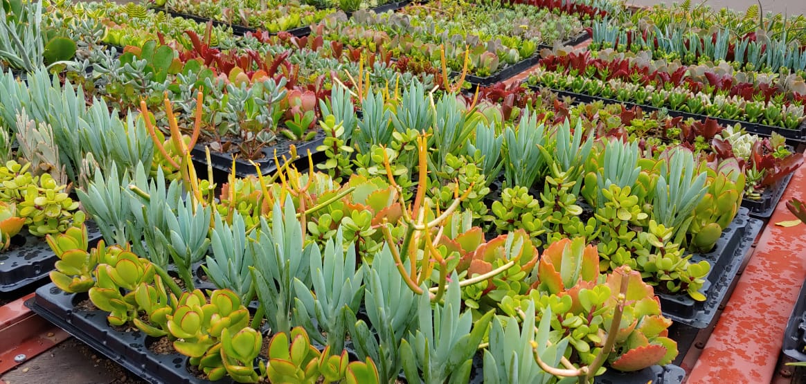 Succulent Trays Wholesale Succulents / Vetplante Johannesburg