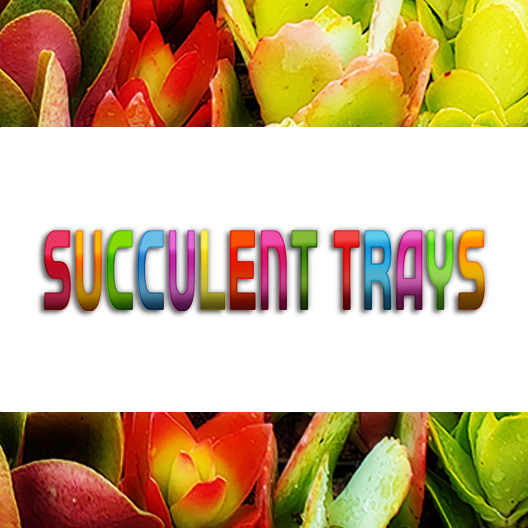 Succulents / Vetplante - landscaping trays for gardening / gifts / decor / pot plants